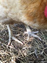 why is my hen limping