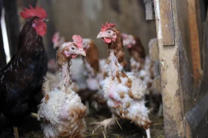 why is my hen losing feathers