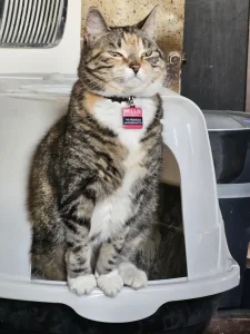 Why Does My Cat Have Blood in His Poop?