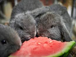 Can Rabbits Eat Watermelon Rind or Seeds