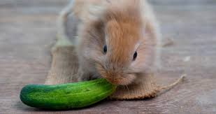 Can Rabbits Eat Cucumbers