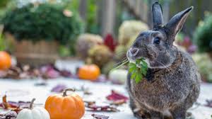 Is Pumpkin Good for Rabbits