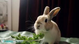 Can Rabbits Eat Parsley?