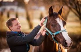 Start with the daily checklist, stay consistent, and you’ll find that caring for your horse is one of the most fulfilling routines you’ll ever adopt. Basic Horse Care Guide for Beginners