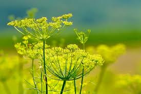 Can Rabbits Eat Fennel?