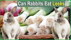 Can Rabbits Eat Leeks
