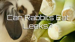Can Rabbits Eat Leeks