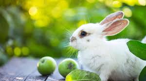 Can Rabbits Have Apples? Everything You Need to Know