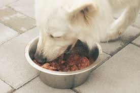 Top 10 Dog Food Brands to Be Careful With in Australia