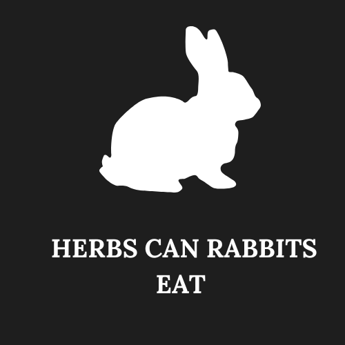 Herbs Can Rabbits Eat