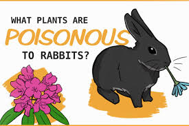 Poisonous to Rabbits