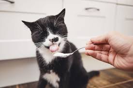 Do Cats Eat Yogurt?