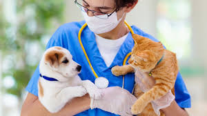 Can’t Go to the Vet?