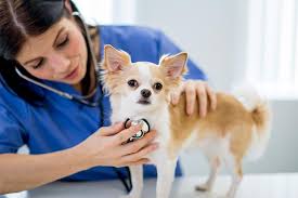 Can’t Go to the Vet?