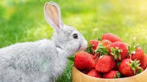 Can Rabbits Eat Raspberries