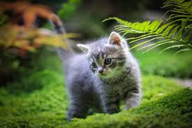 Popular Kittens in the UK